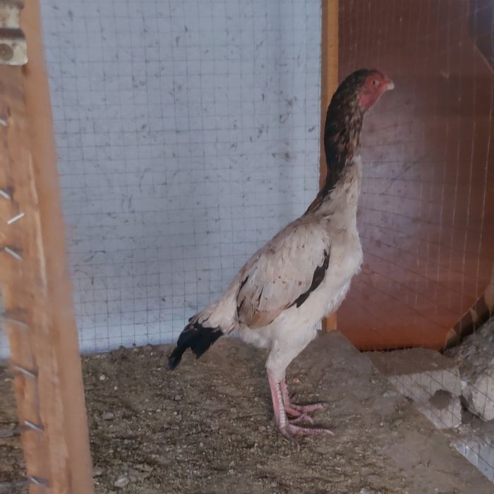 Шамо микс курочка 2год