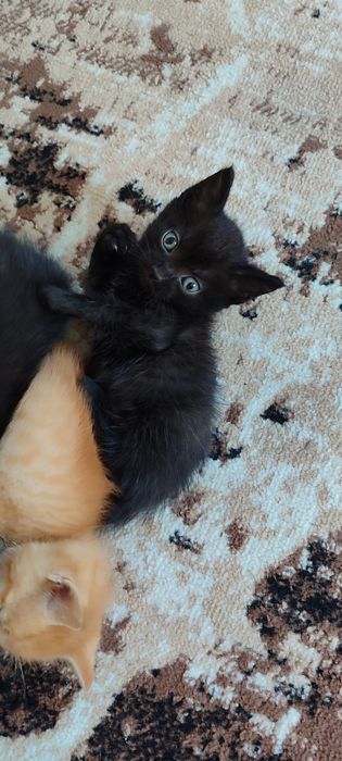 Отдам котят в хорошие руки