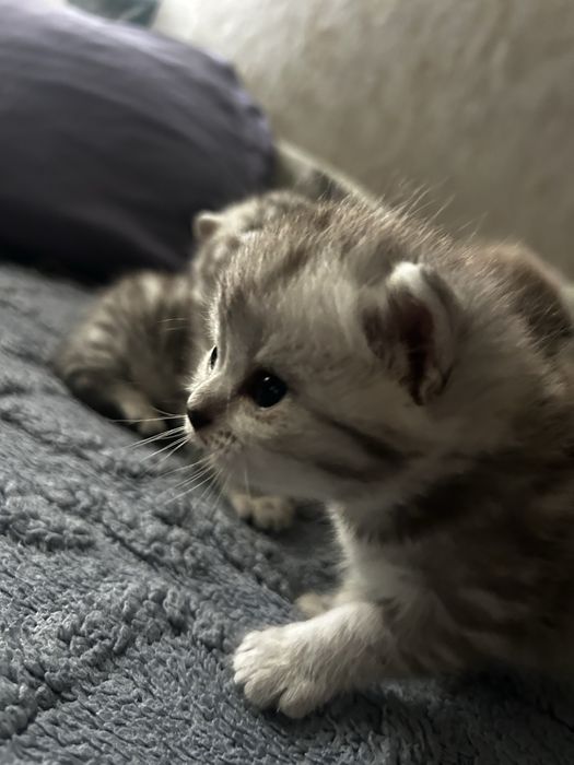 Продам породистых котят