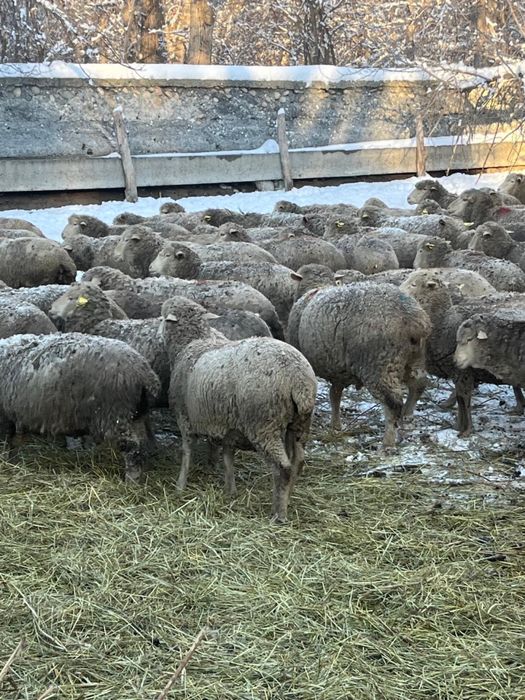 Кобылы бараны с откорма