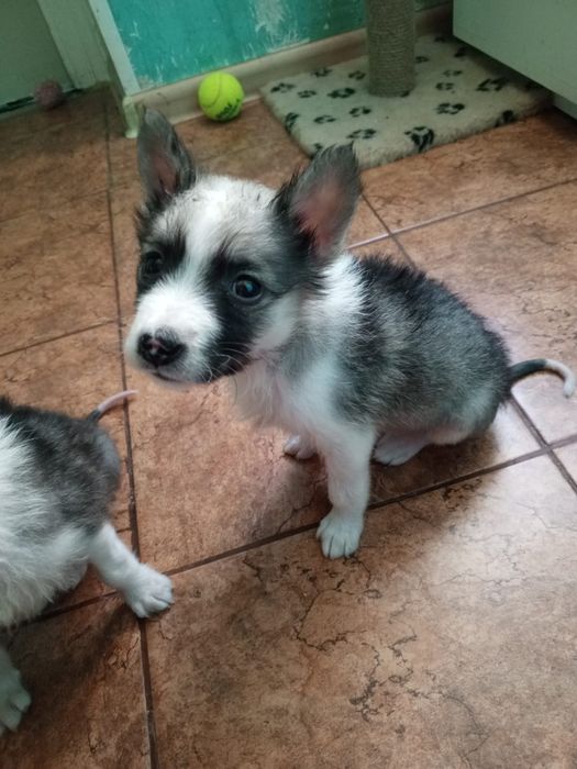 Отдаются щенки породы хаски