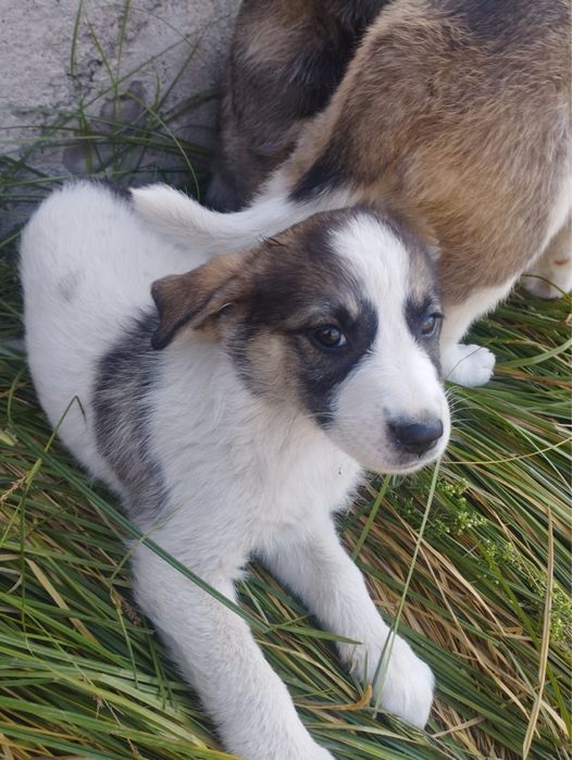 Отдам щенков в добрые руки