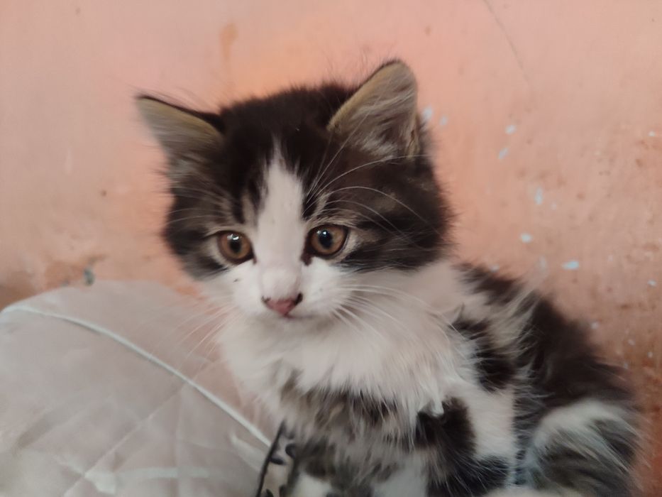 Отдам котят бесплатно