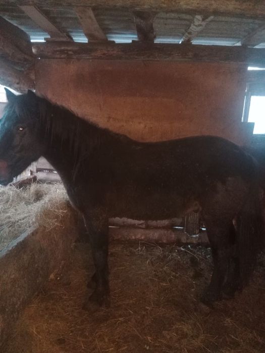 Продам кунана с откорма, стоит 2 месяца