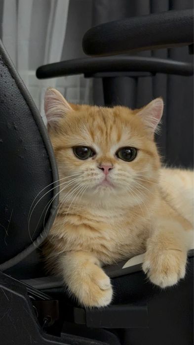 Котята Британские, окрас Шиншиллы