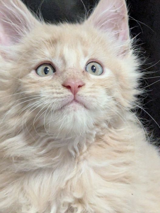 Мейн Кун Полидакт Каспи Ред