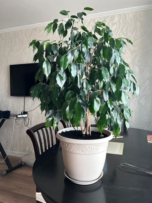 фикус Бенджамина
