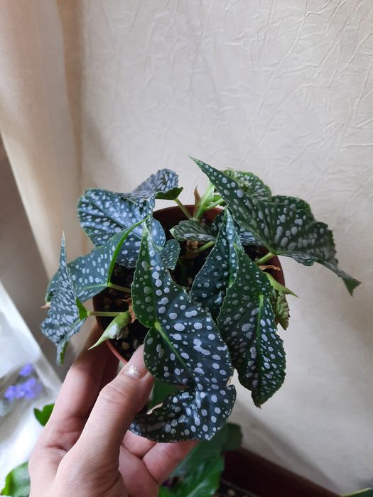 Бегония Макулата Olei Silver Spot