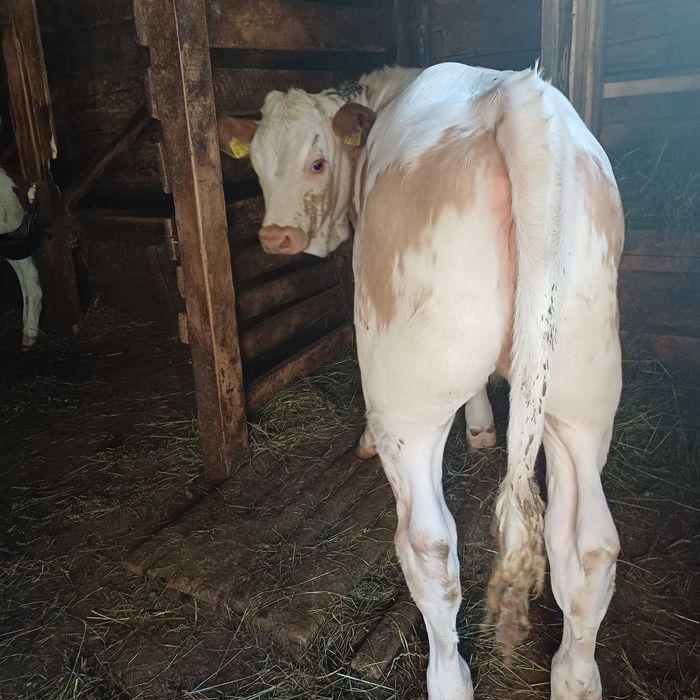 Vand vaca bălțată cu vitea