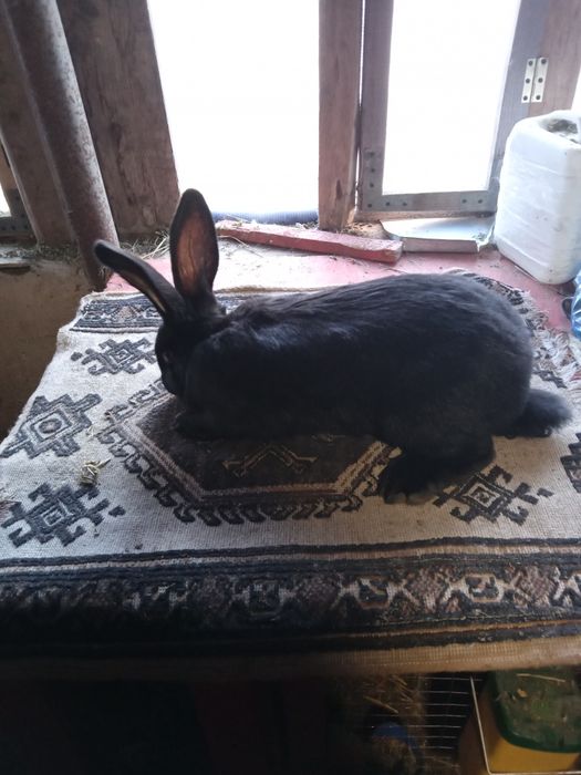 Fluture german Janet