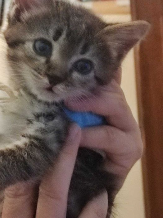 Домашние котята (4 месяца. отдам в добрые руки)