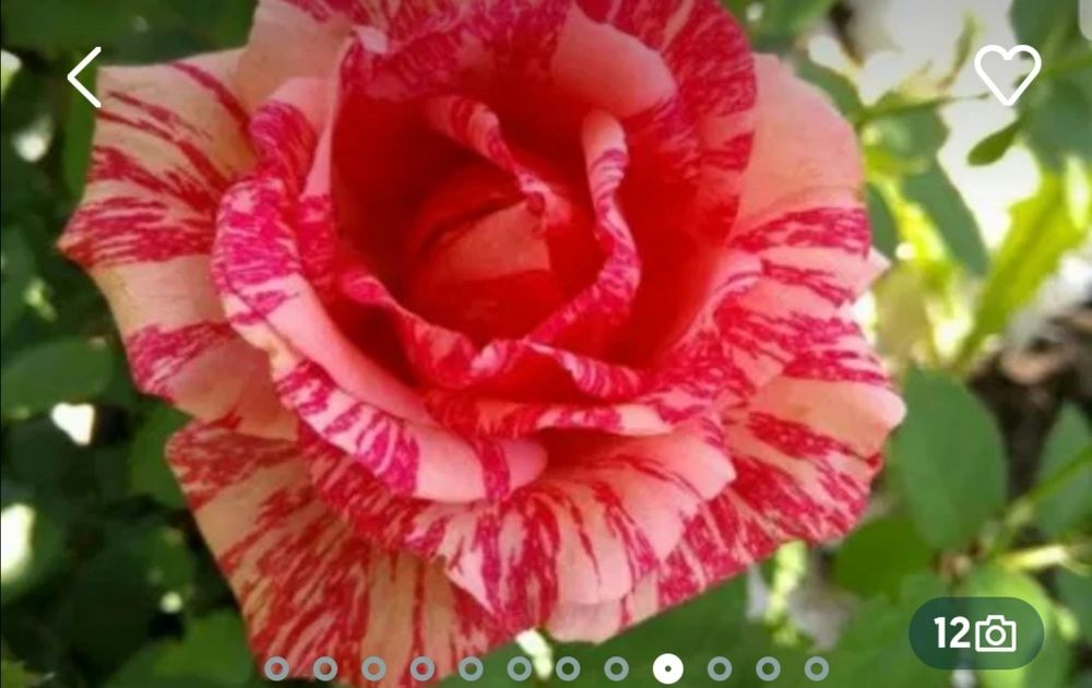 Рози в контейнер