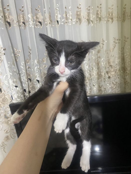 Продам черно-белого котенка