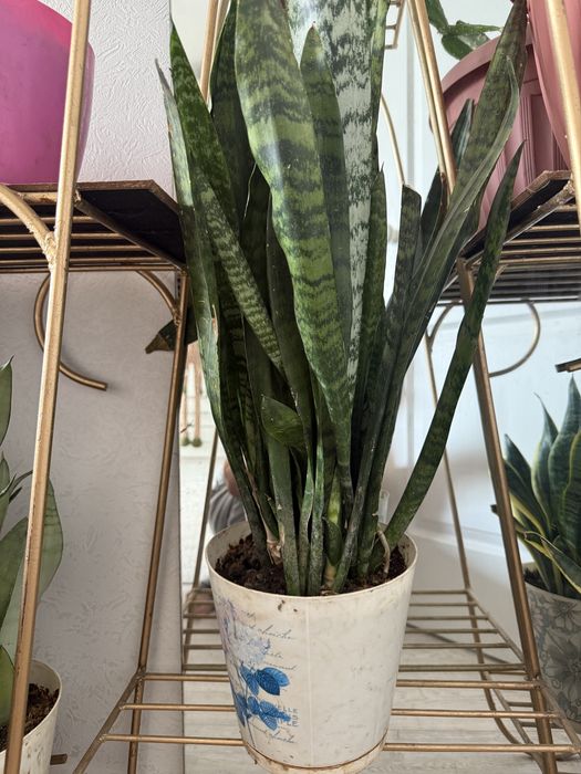 Домашние цветы в горшке