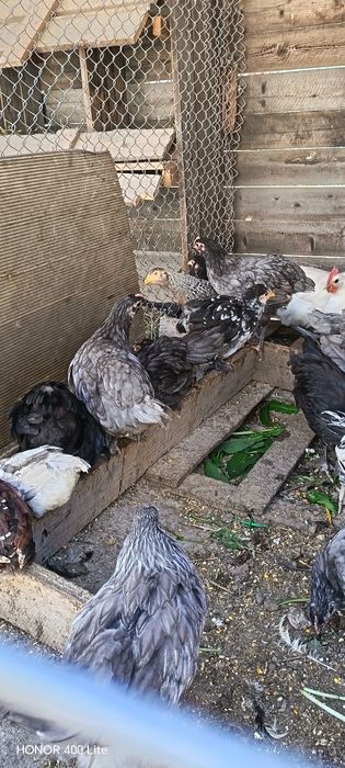 Cocoșei australorp