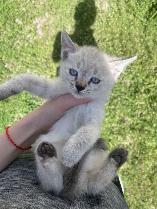 Отдам котят в добрые руки