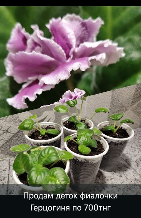 Продам деток фиалочек