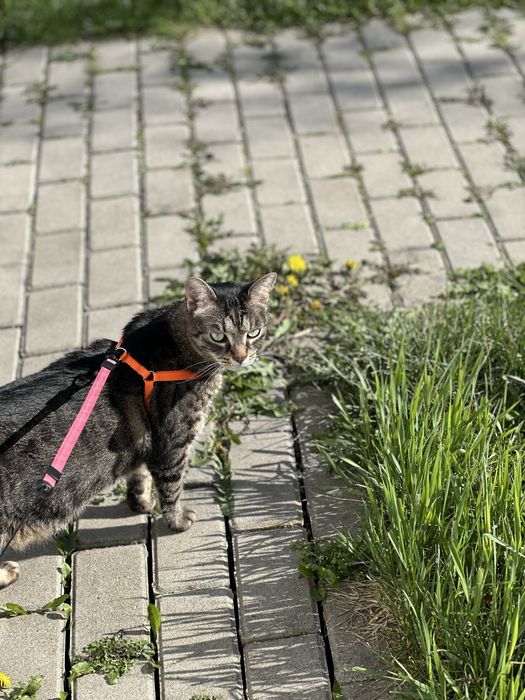 Donez motan castrat in varsta de 6 ani