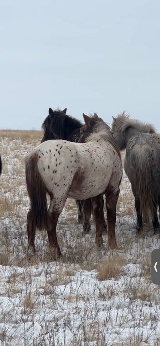 Жеребчик (Шубар)