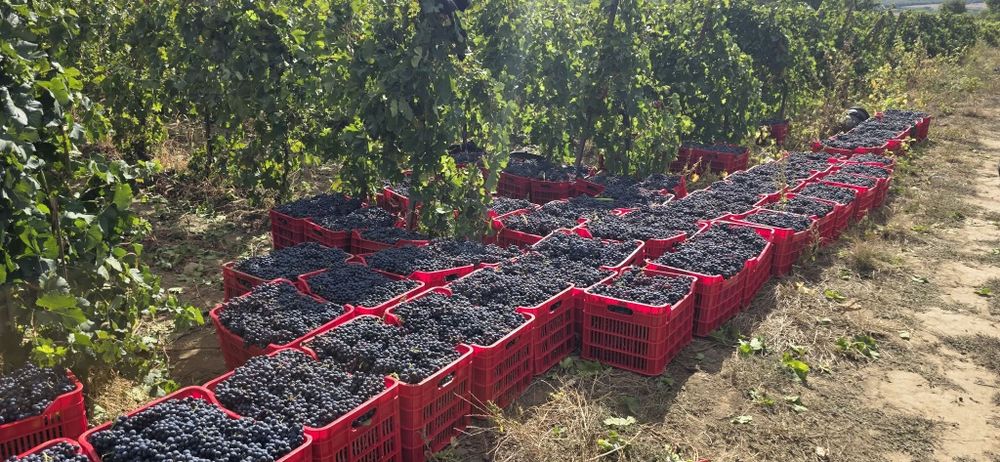 Vând Strugurii de vin