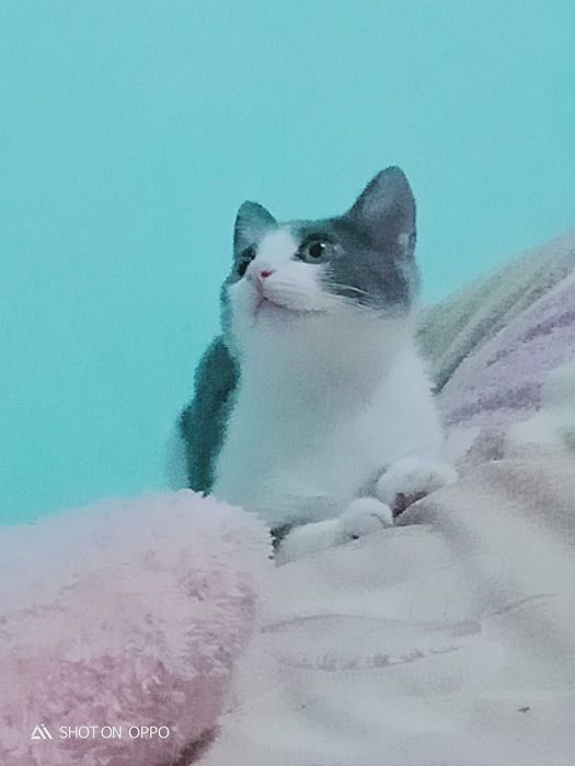 Отдаём кошку в добрые руки!