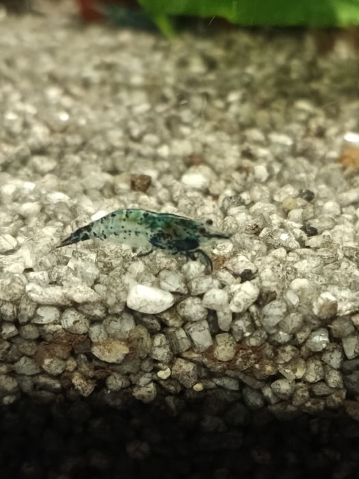 Скаридки Блу рили карбон