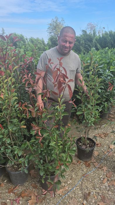 Prunus  laur englezesc  pothinia