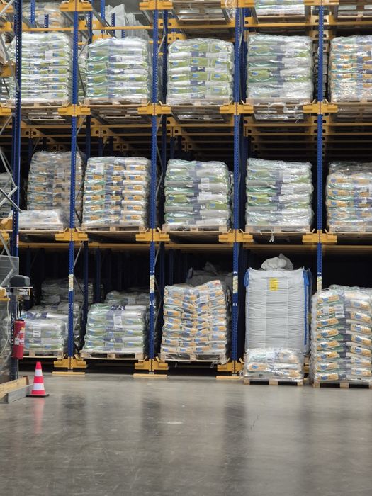 Sămânță de floarea soarelui Syngenta