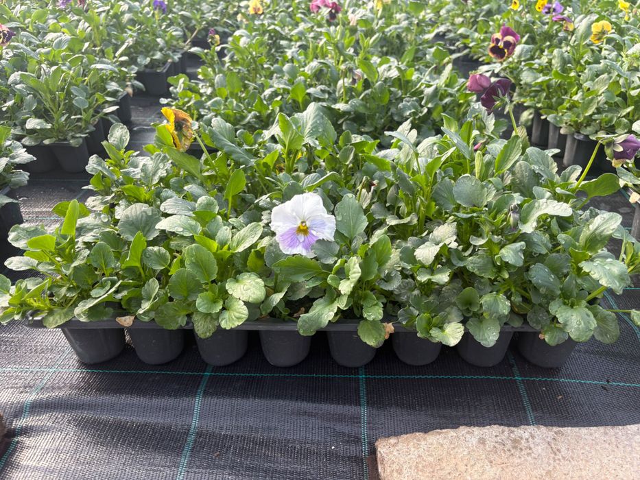 Теменужки в табли