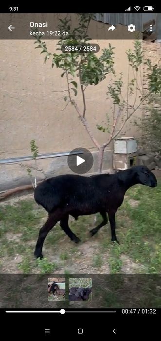 Qoʻchqorlar bor sotiladi