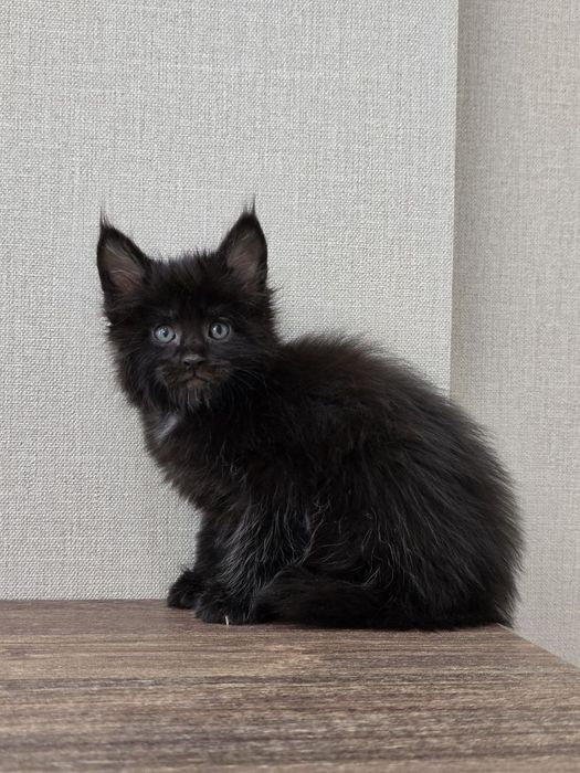 Девочка мейн-кун классик