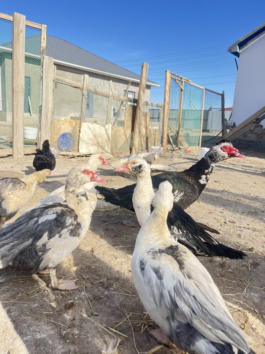 Индаутка сатылады