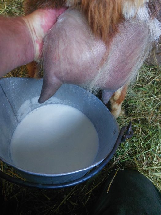 15 capre selectate de vanzare