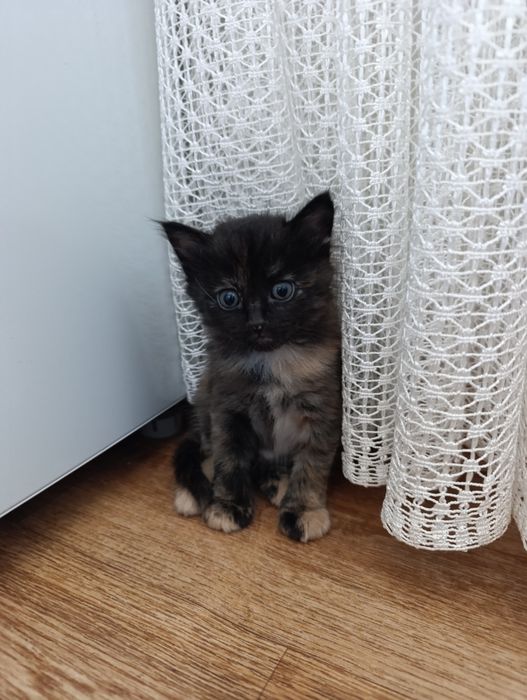 Котенок в добрые руки