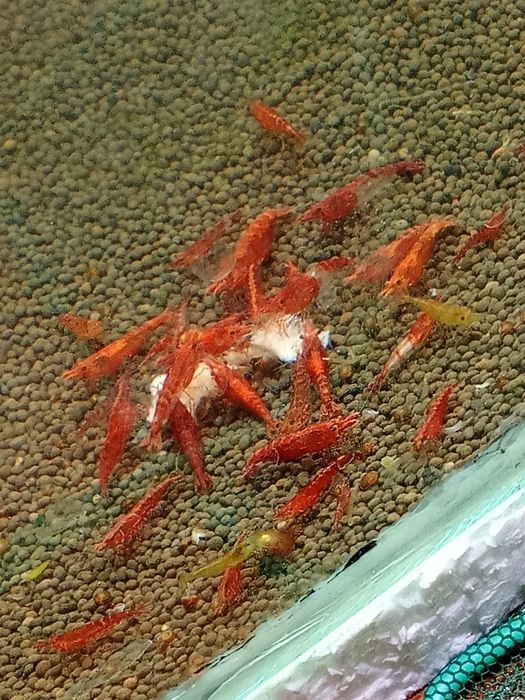 К р е в е т к и ,