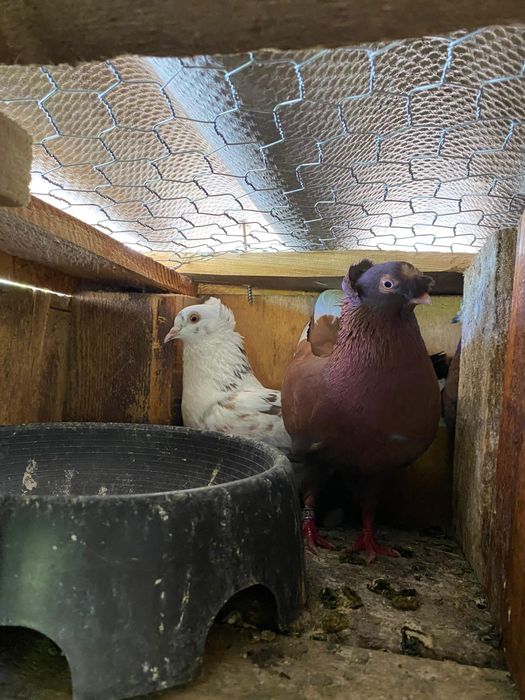 Vând porumbei diferite rase