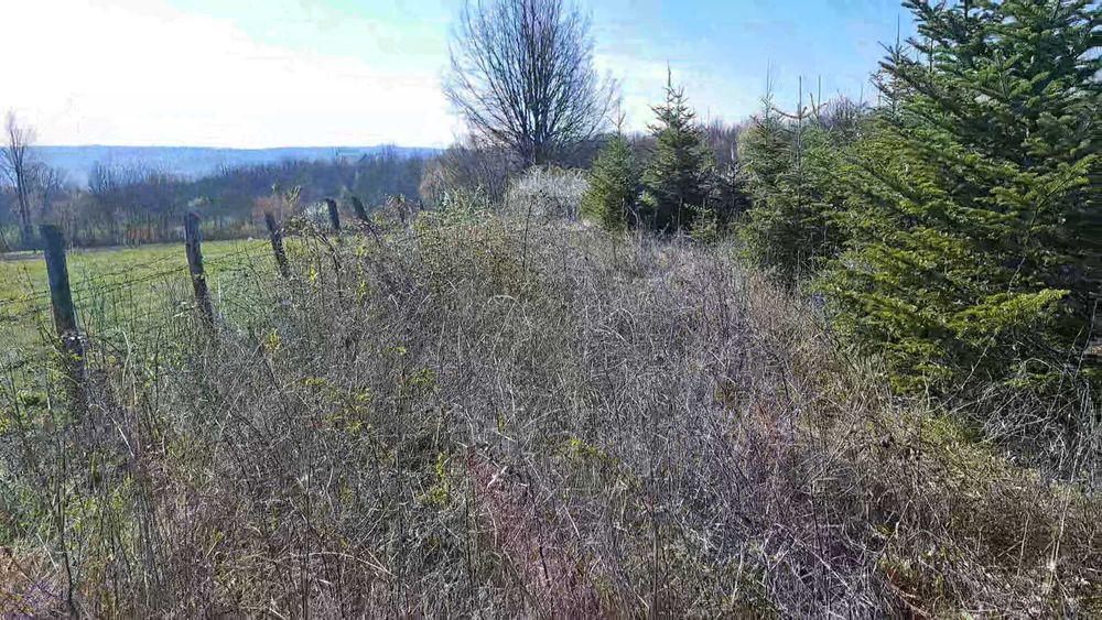 Servicii tocatre crengi/tocare vegetatie