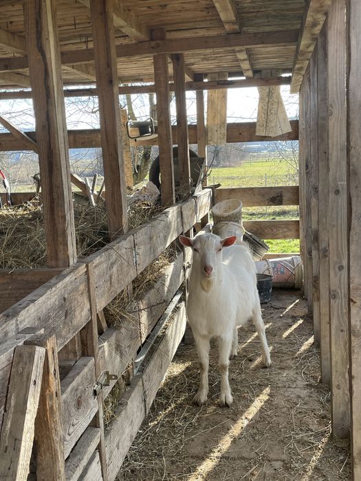 Vând capra+țap Saanen – blânde și bine întreținute