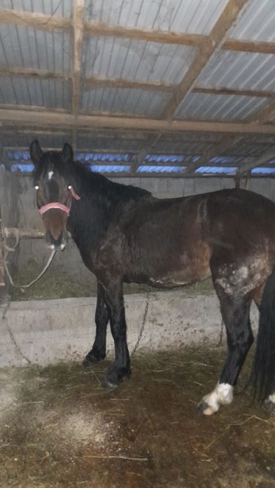 1Айгыр 1 буаз биемен