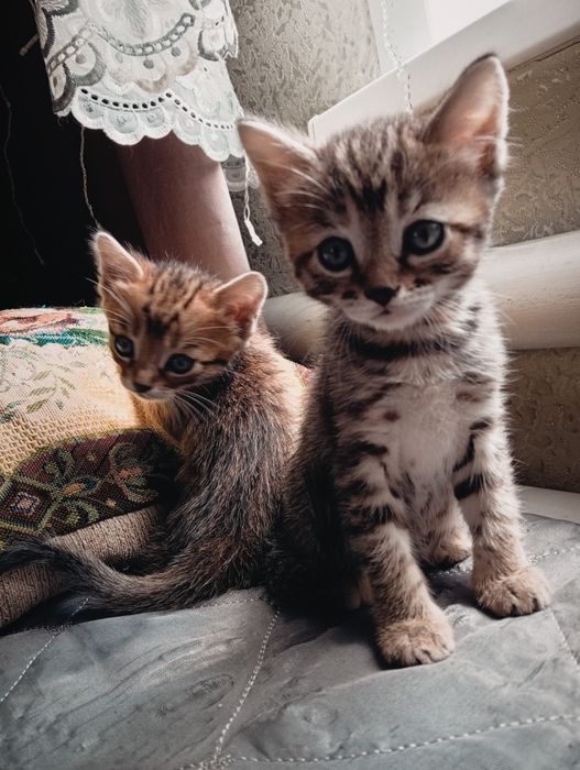 Бенгальские котята