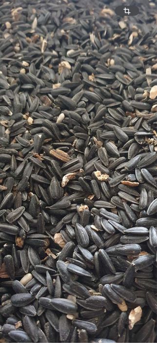 Floarea soarelui 60-70 tone