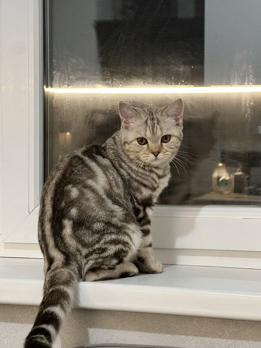 Отдам даром кошка