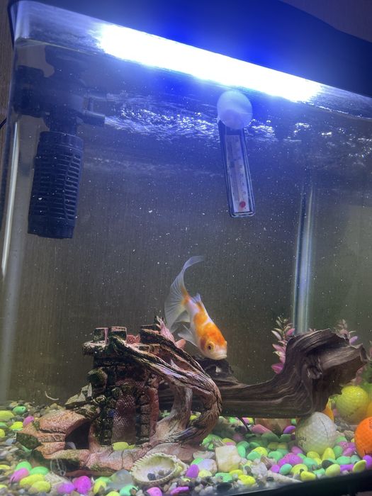 Аквариум 50литров 10к  с лампой с фильтром лампа с фильром в комплект