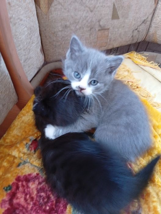 Отдам котят в добрые руки