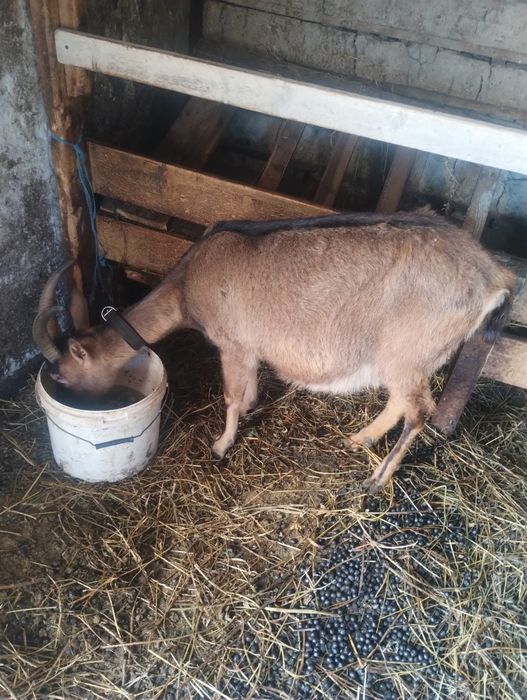 Vând 2 capre alpin francez