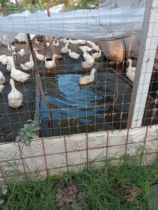 Rațe și rățoi 4,5,6 kilograme