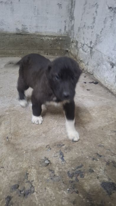 Продается щенок с линии