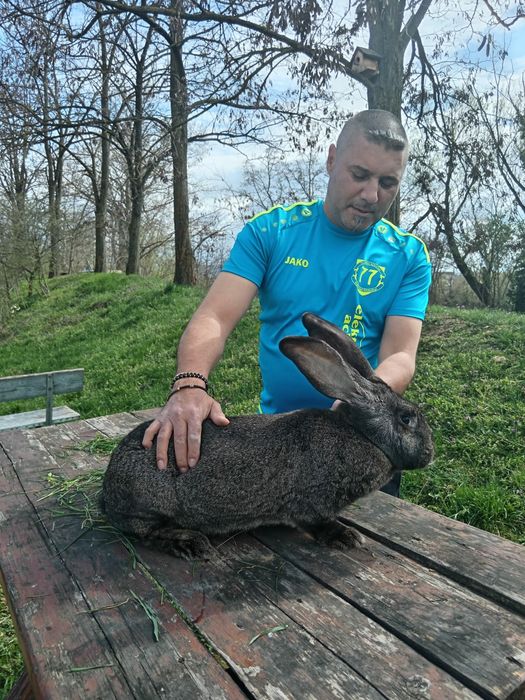 Iepuri maturi si pui deparazitati si vaccinati