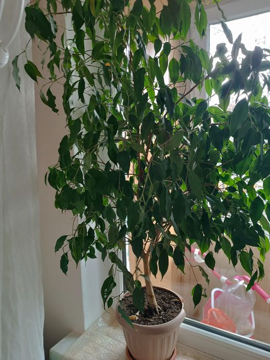 Домашний  цветок