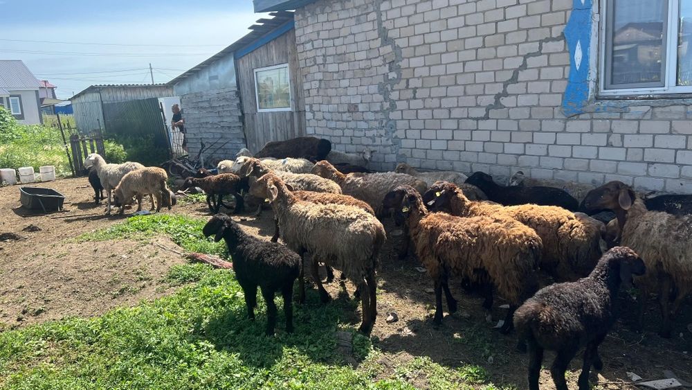 Продам овечек на развод.